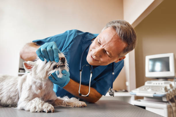 Best Emergency Dentist for Knocked-Out Tooth in , AK